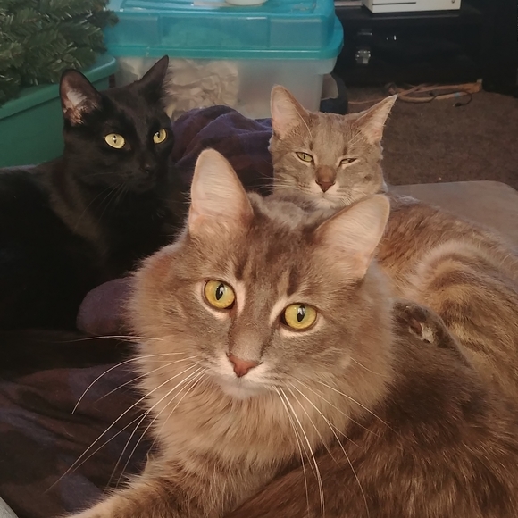 Meet your Posher, Alyssa - Picture 4 of 4